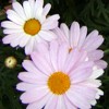 Margeriten