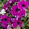 Petunien, Nemesien, Diascia